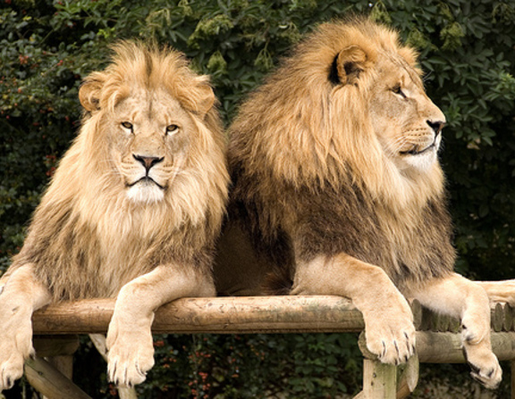 Large lavovi