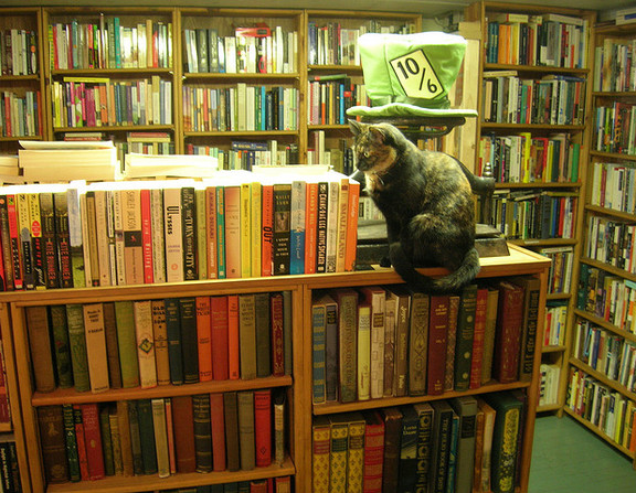 Large cat books
