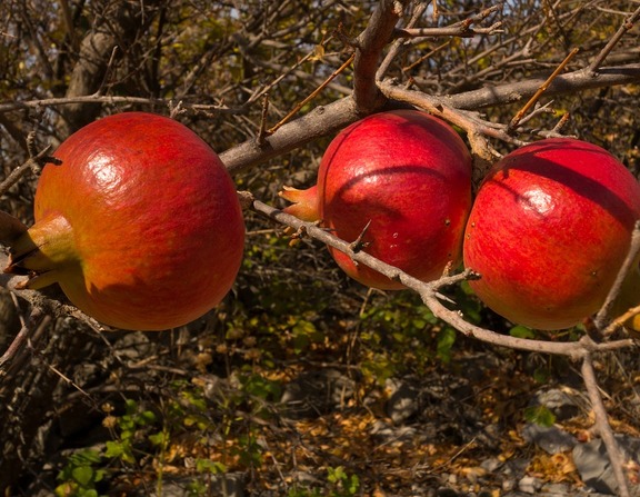 Large fruit mature red pomegranate juicy 3916198