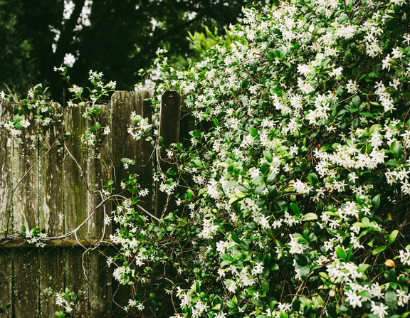 Large canva   white petaled flowers on wall