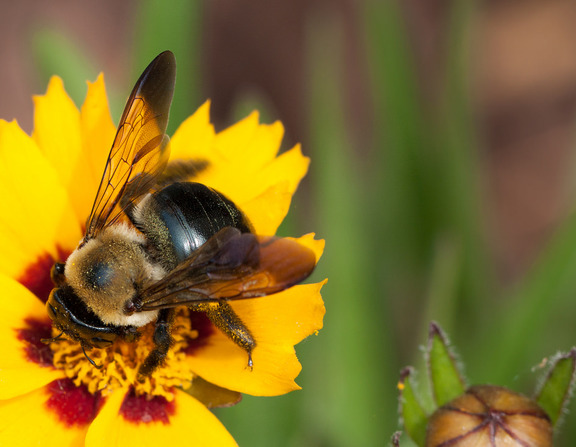 Large spring bee