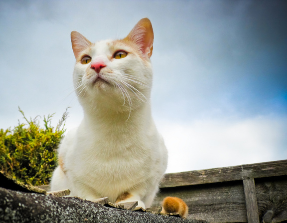 Large albahari cat