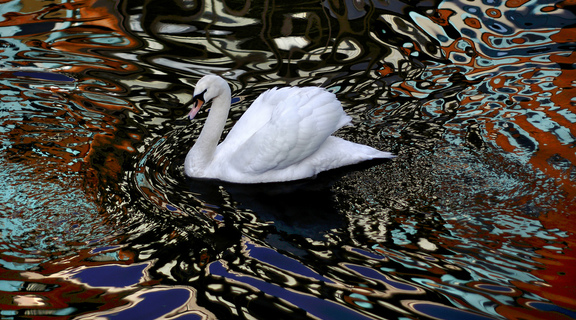 Homepage psychodelic swan