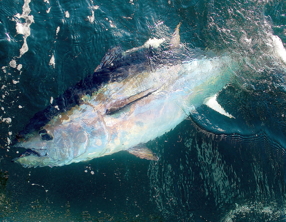 Large tuna