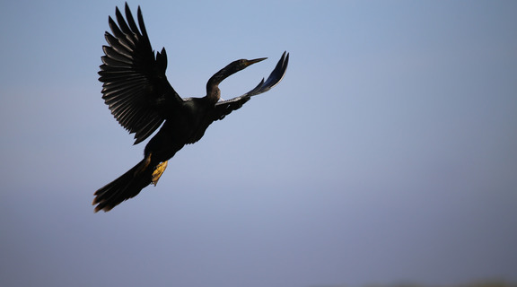 Homepage anhinga