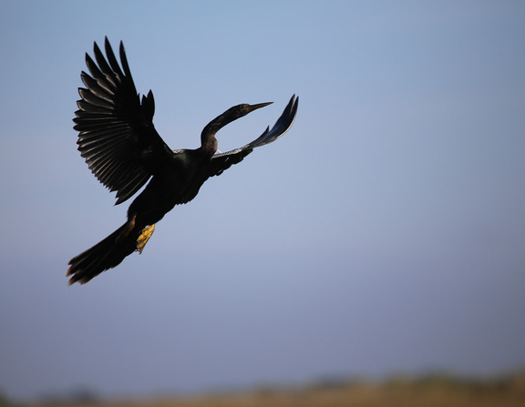 Large anhinga