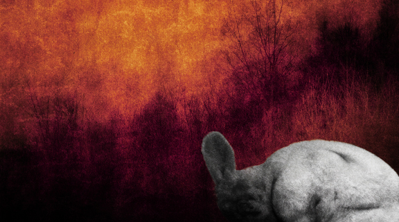 Homepage rabbit
