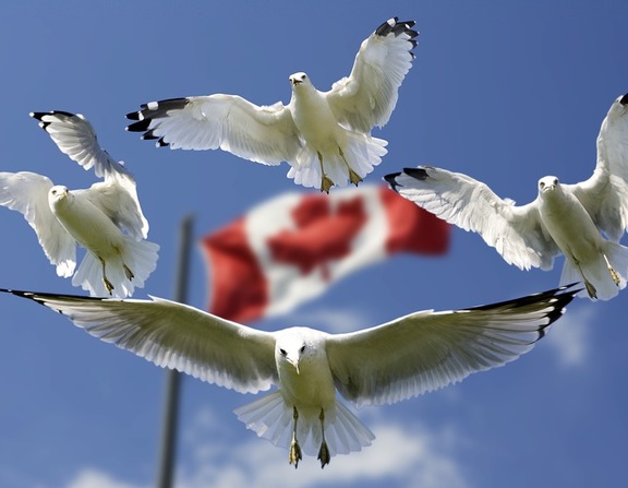 Large flags formation blue sky gulls color flag 540791