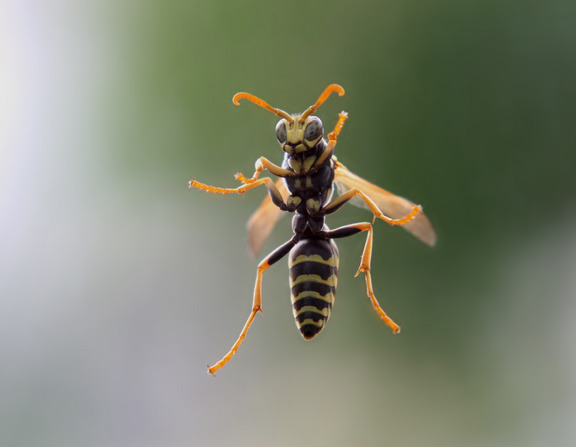 Large wasp