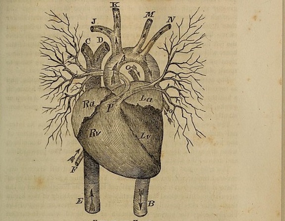 Large 546px  anatomy  physiology and laws of health    1885   14595121067 