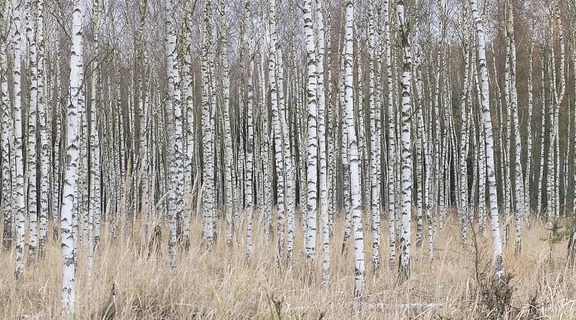 Homepage birch forest nature