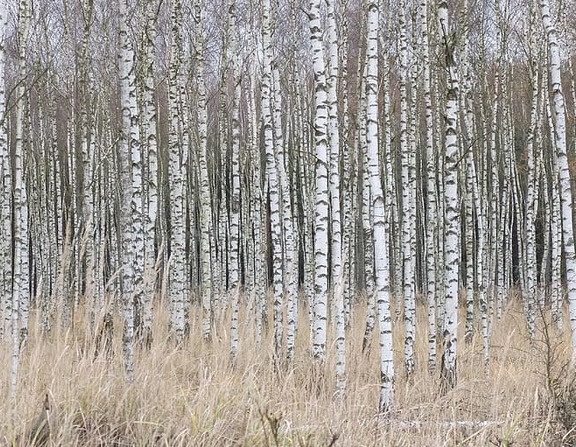 Large birch forest nature