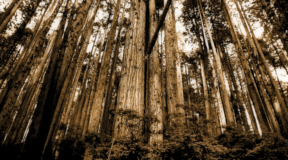 Homepage canva   sepia photo of forest