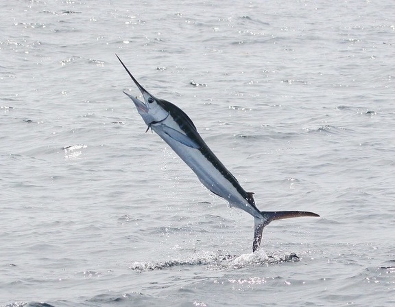 Large marlin