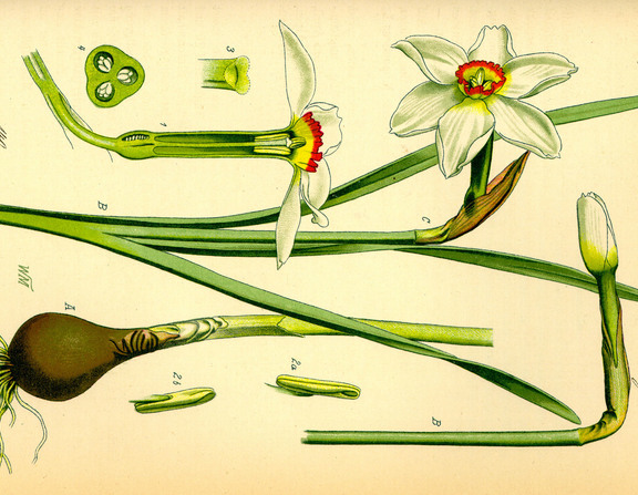 Large illustration narcissus poeticus0