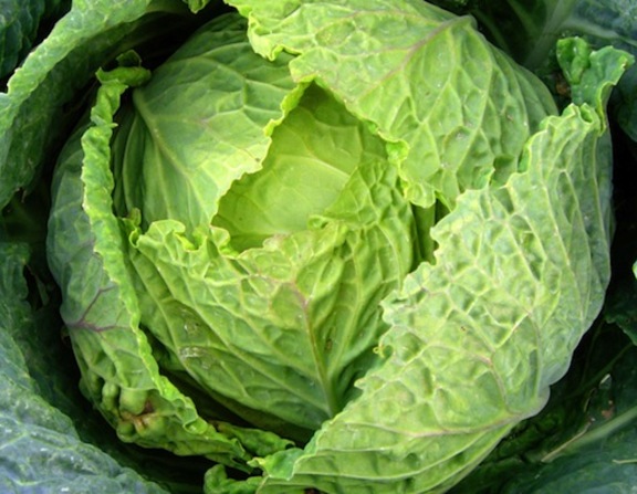 Large cabbage 604